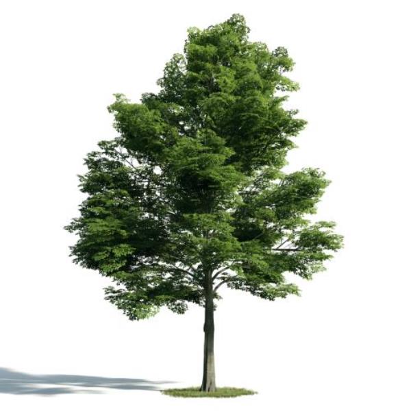 Tree 3D Model - دانلود مدل سه بعدی درخت - آبجکت سه بعدی درخت - دانلود آبجکت سه بعدی درخت -دانلود مدل سه بعدی fbx - دانلود مدل سه بعدی obj -Tree 3d model free download  - Tree 3d Object - Tree OBJ 3d models - Tree FBX 3d Models - 